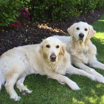 Golden Retrievers Bailey and Neisha