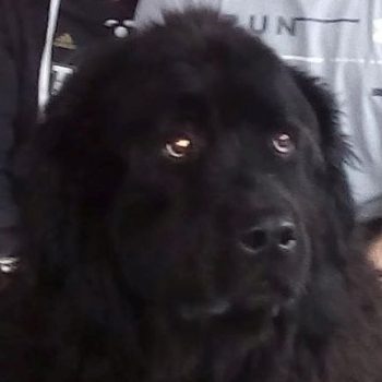 Henry the Newfoundland after his carers learned massage