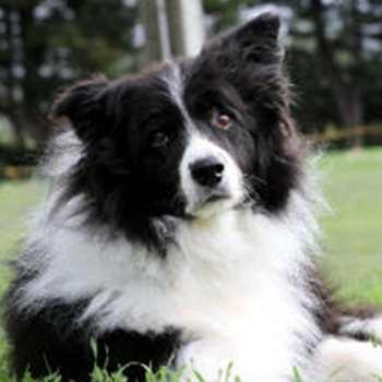 Leroy the Border Collie