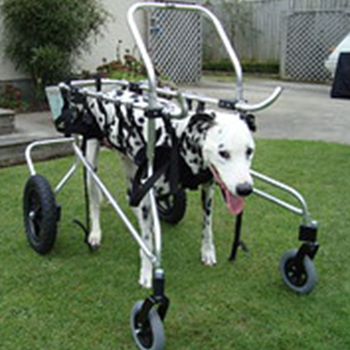 Olliver the Dalmatian in a quad mobility cart