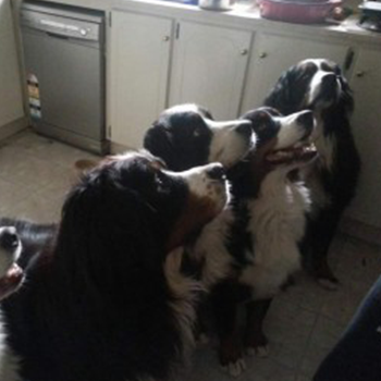 The Patel Wu family of Bernese Mountain Dogs