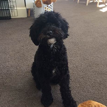 Bear a young itchy dog helped by food therapy