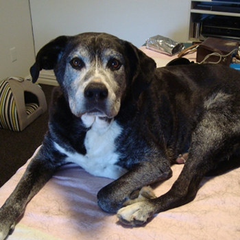 Buster on the massage table