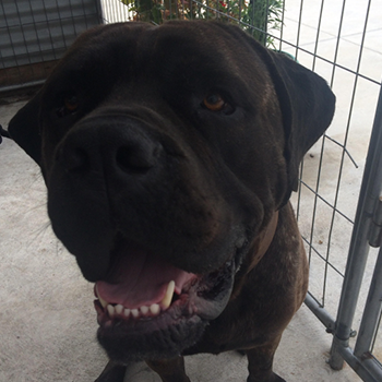 Caesar from Christchurch Bull Breed Rescue