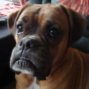 Bertie the Boxer with spondylosis