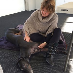 The benefits of dog massage
