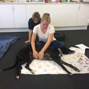Greyhound massage and stretching