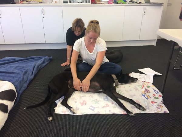 Greyhound massage and stretching