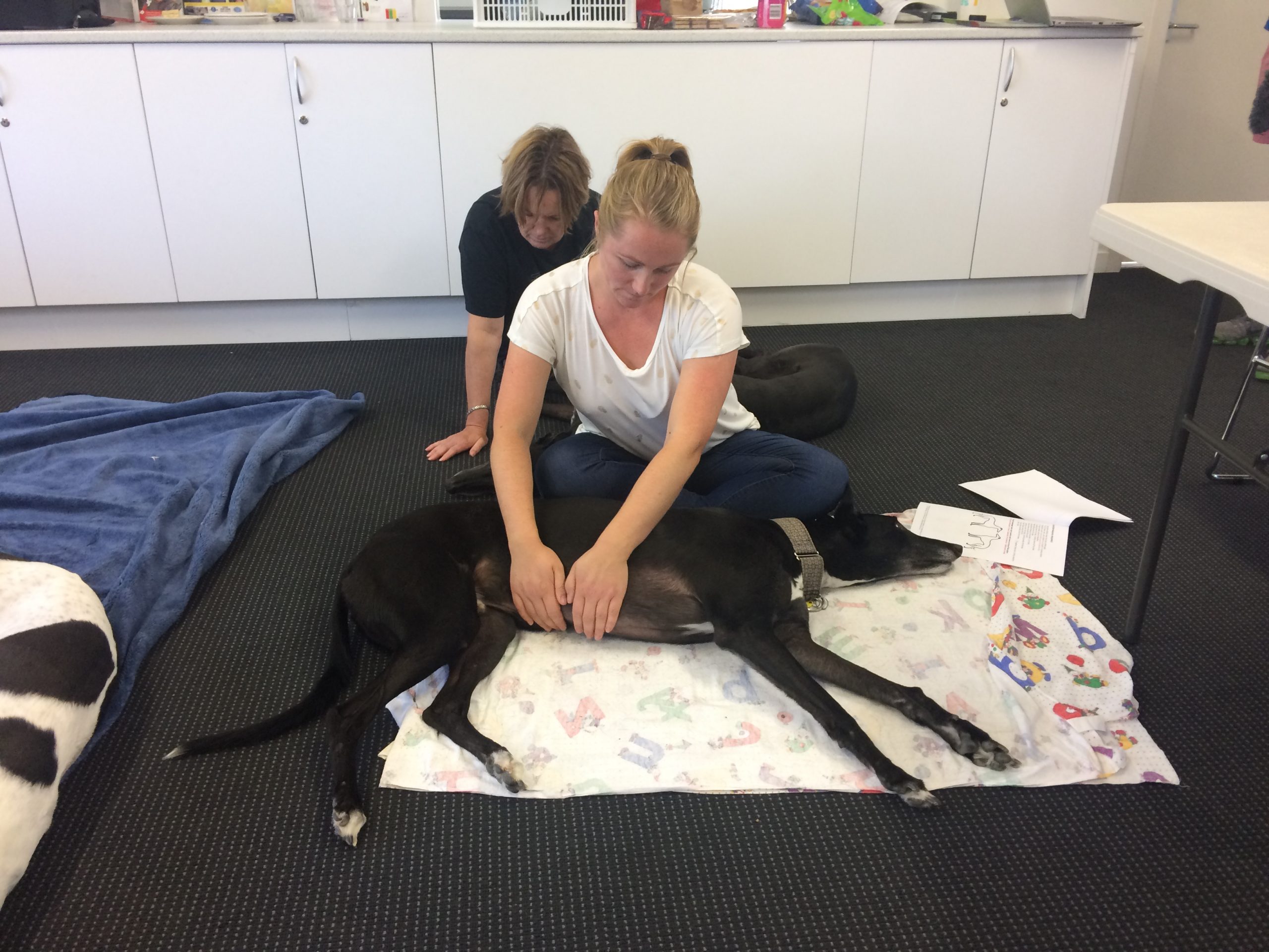 Greyhound massage and stretching for greyhound parents