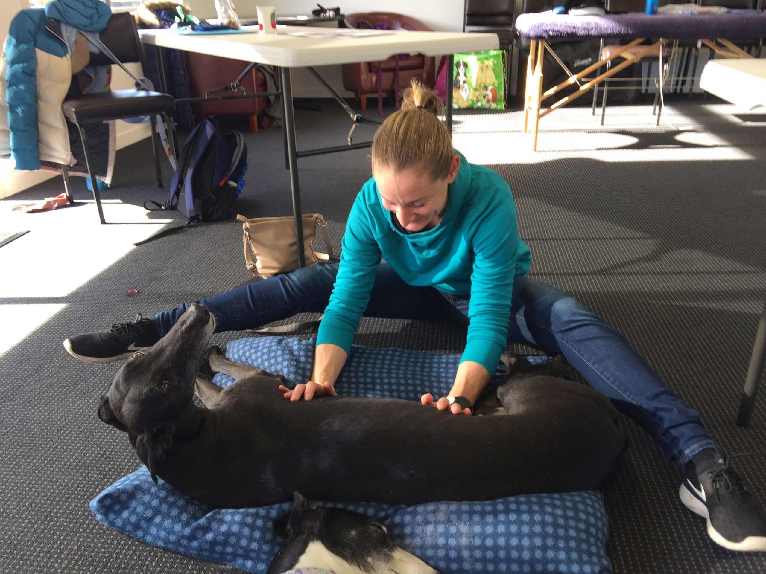 Greyhound Massage & Stretching Christchurch The Balanced Dog
