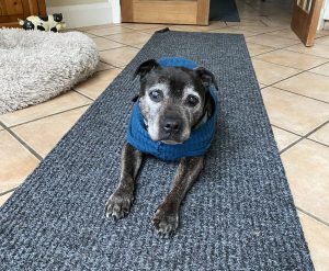 Jake the Staffy
