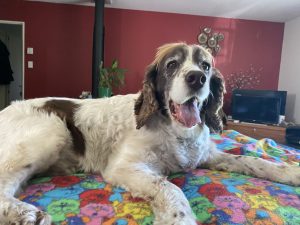 Jess springer spaniel