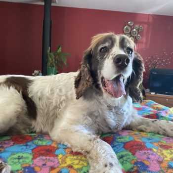 Jess springer spaniel