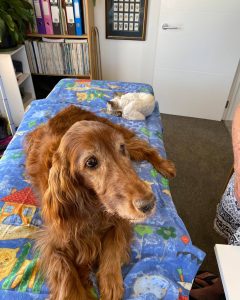 Katy the Irish Setter with Cara the Cat