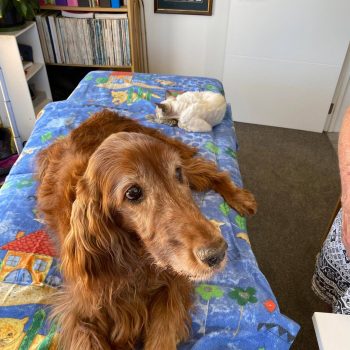 Katy the Irish Setter with Cara the Cat