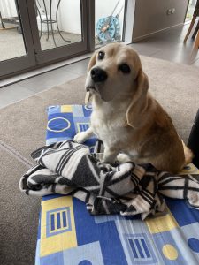 Pedro the Beagle