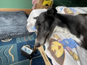 Sadie the Black Greyhound