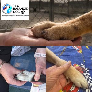 Reflexology and nail care workshop