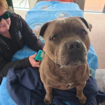 Laser therapy with staffy