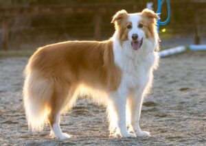 Macaroni the Border Collie