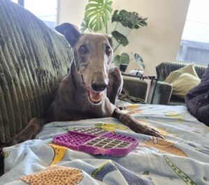 Creach the blue greyhound