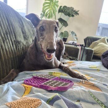 Creach the blue greyhound