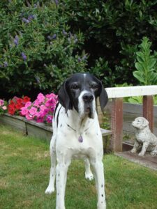 Daisy the English Pointer