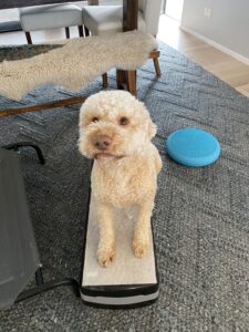 Enzo, recovering from meningitis, IBD and other health conditions