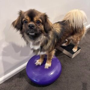 Canine fitness by a Certified Canine Fitness Trainer