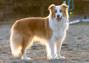 Macaroni the Border Collie