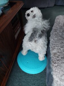 Molly doing balance exercises
