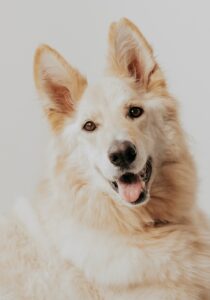 Mischa White Swiss Shepherd