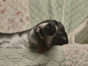 Sadie the black greyhound