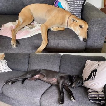 Angus and Penny greyhounds