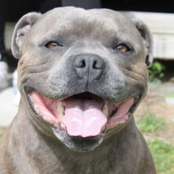 Roadie the Staffy